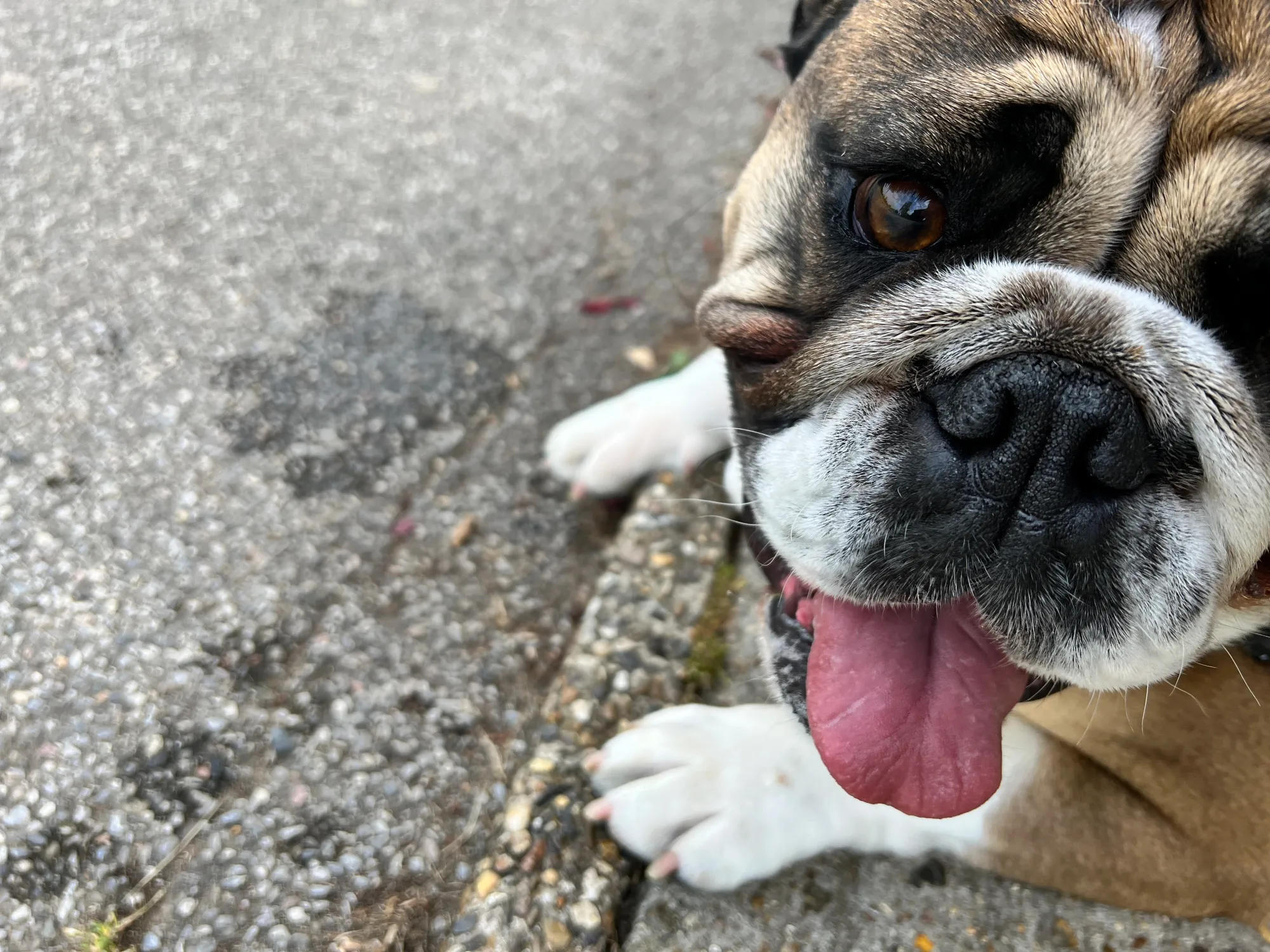 This is Luna, an English Bulldog who has drooled on the floor - do english bulldogs drool