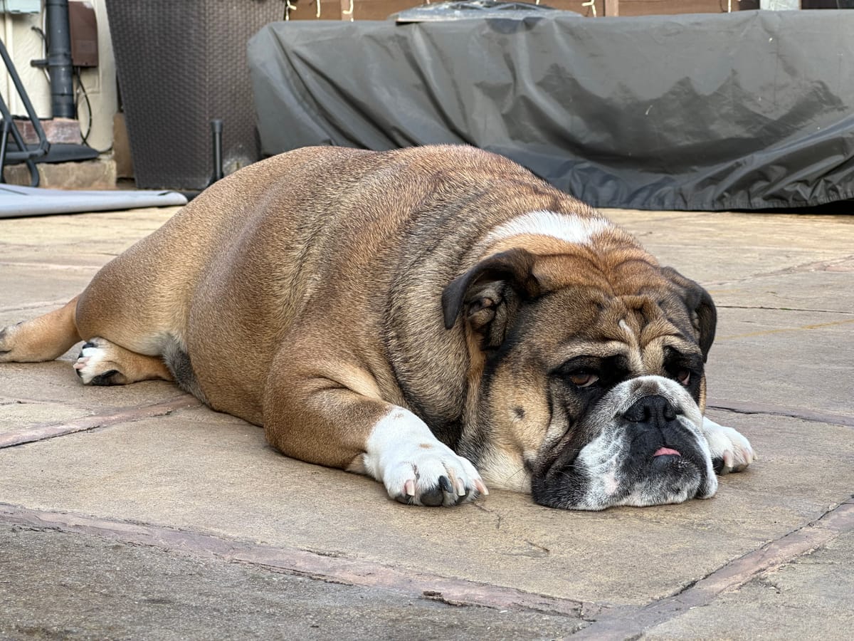 How Much Do English Bulldogs Weigh? Unpacking the Pounds