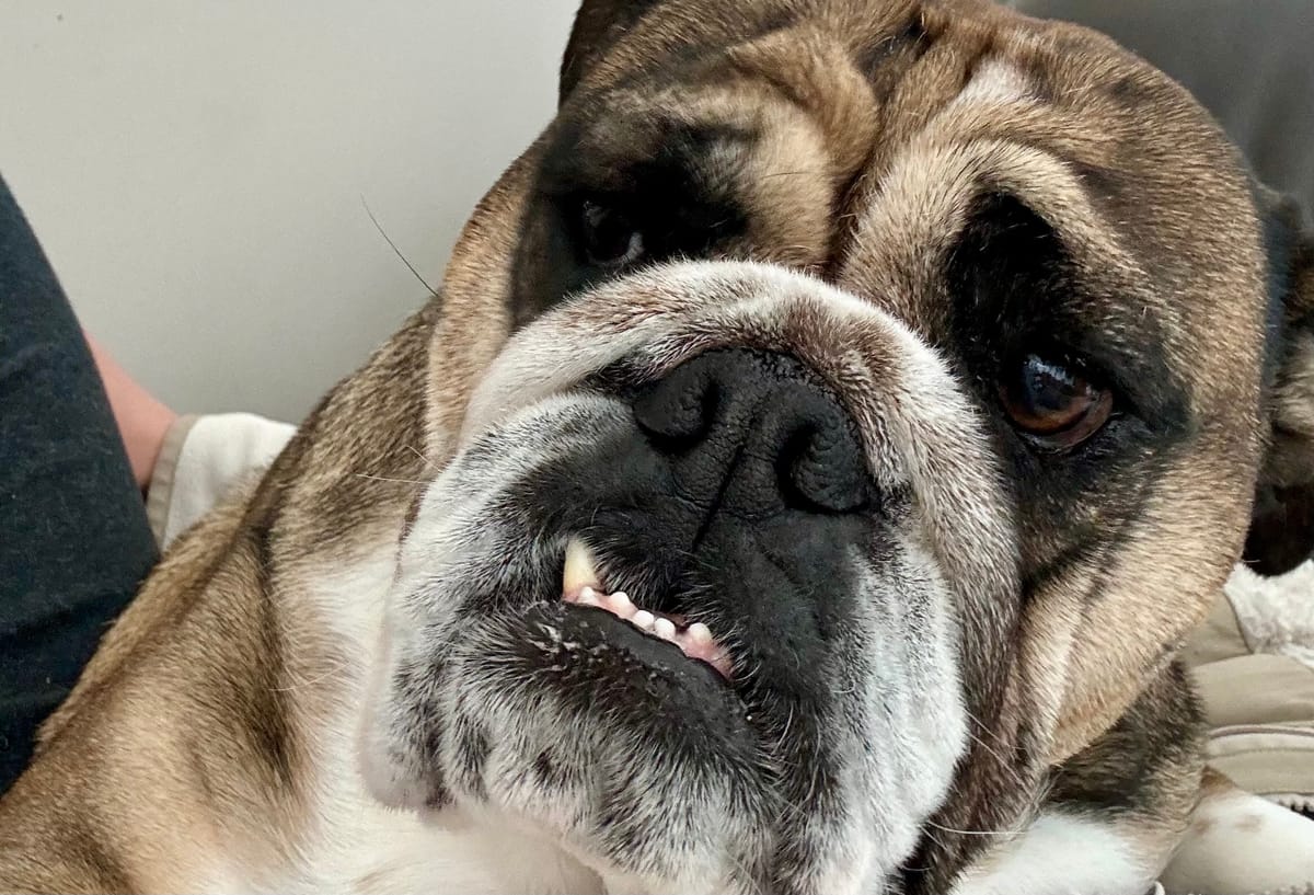 Unveiling the Quirk: The Underbite of English Bulldogs