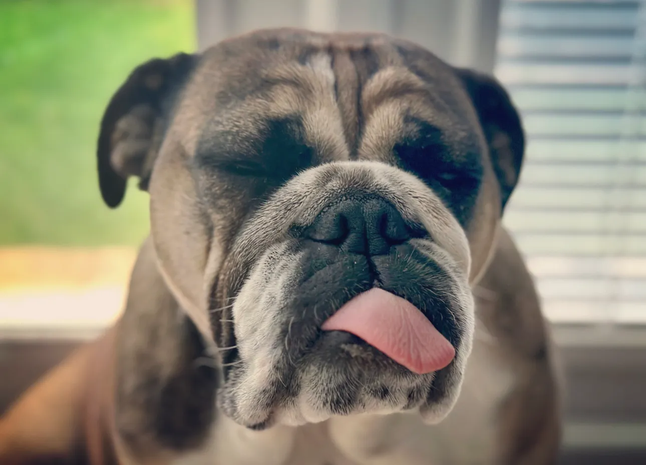 A bulldog with its tongue out / Furrimals